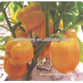 Jinghuang no.1 f1 hybrid yellow bell pepper seeds, color bell pepper seeds
